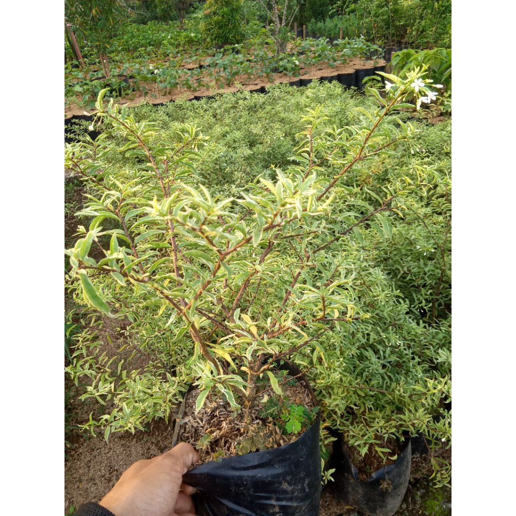 Shopritz Anting Putri Mikro Varigata Bibit Unggul Untuk Bonsai