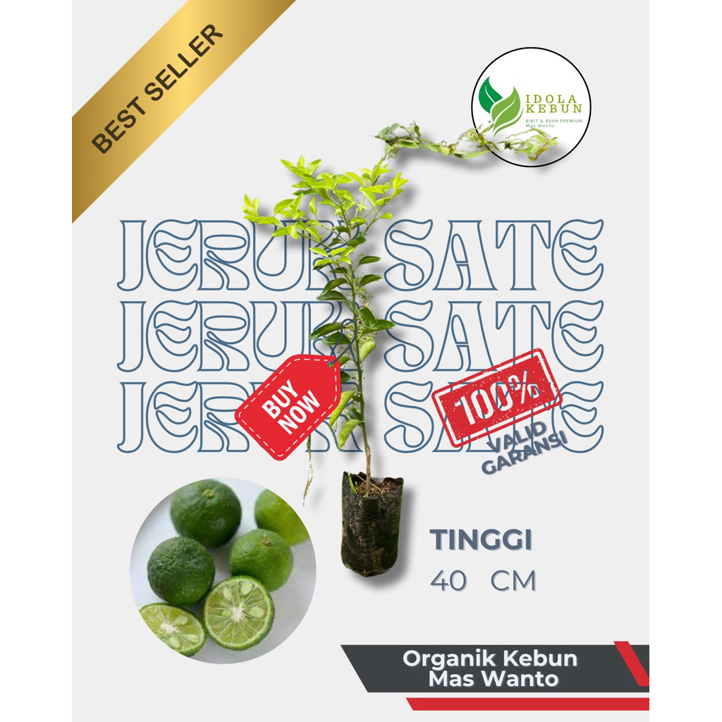 BIBIT BUAH JERUK VARIETAS SATE-BIBT BUAH JERUK SATE-BIBIT JERUK SATE-BIBIT JERUK-BUAH JERUK SATE