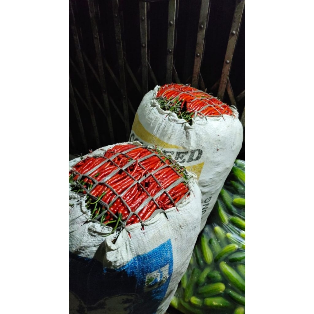 

cabe merah keriting super fresh