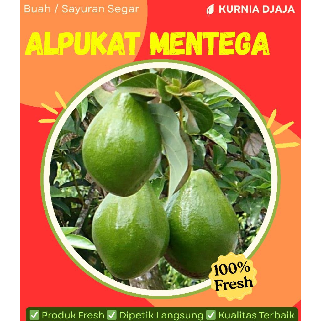 

Alpukat mentega / Alpukat Kualitas unggul