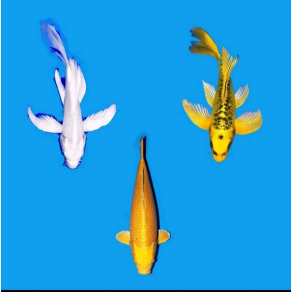 paket 3 ekor koi slayer berkualitas grade A+ size 15-22cm