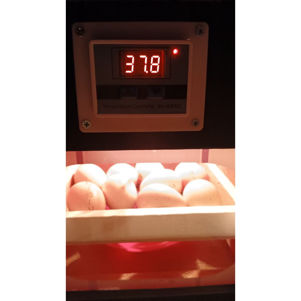 Telur Fertil Ayam Kampung Elba