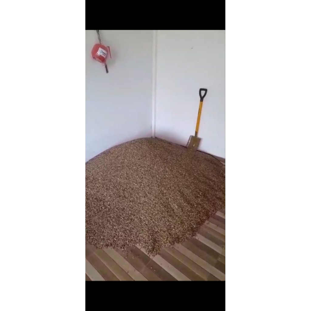 

Biji kopi robusta asalan (1 kg)