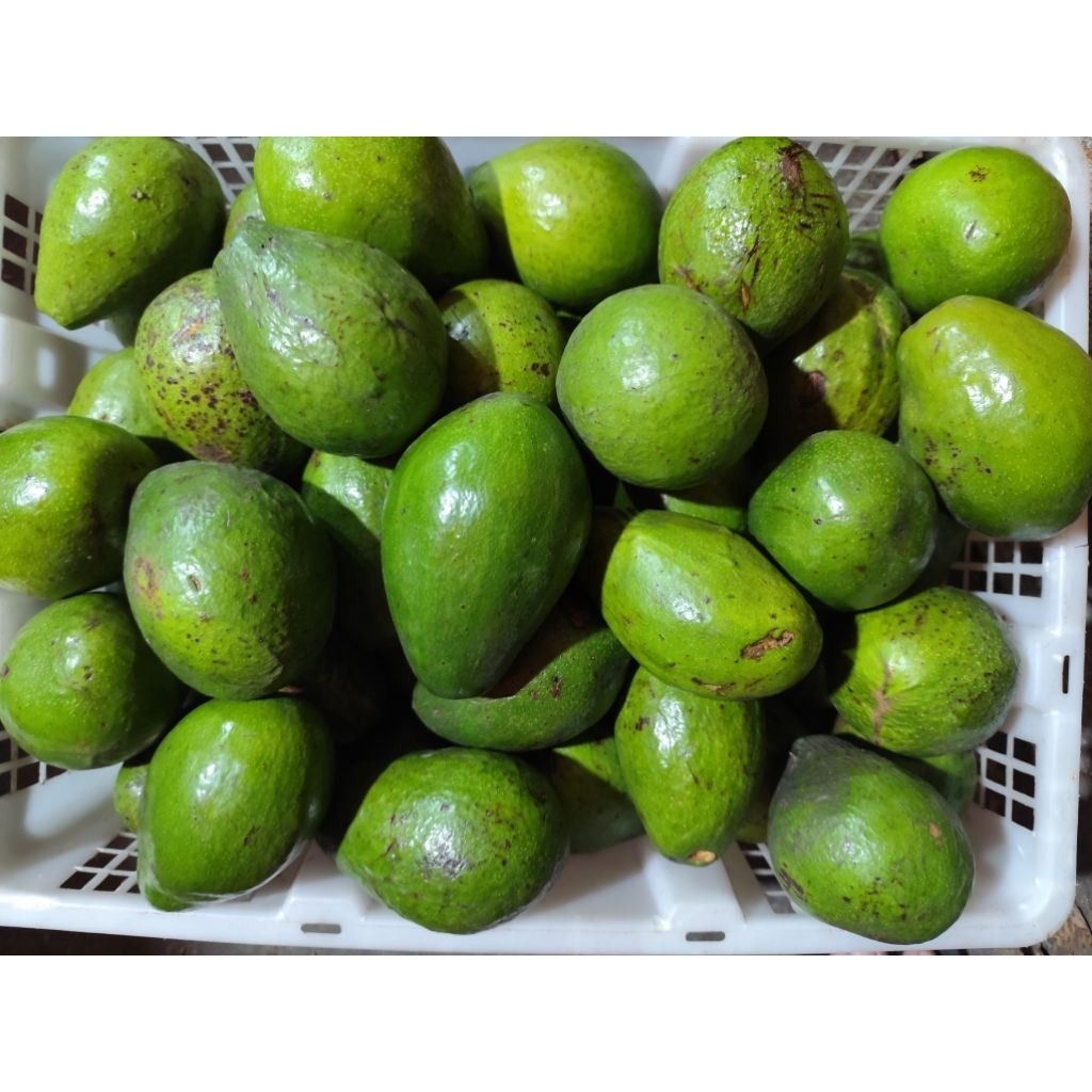 

ALPUKAT LAMPUNG BERAT BERSIH 1KG