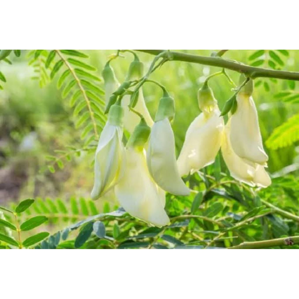 5 Benih Kembang Turi Bibit Benih Biji Bunga Turi Tanaman Pohon Turi Aneka Macam Benih Seribuan