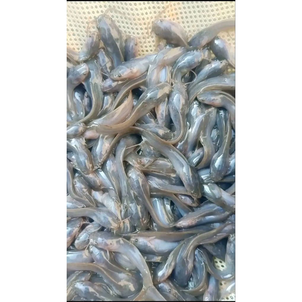 Bibit ikan lele 10 ekor