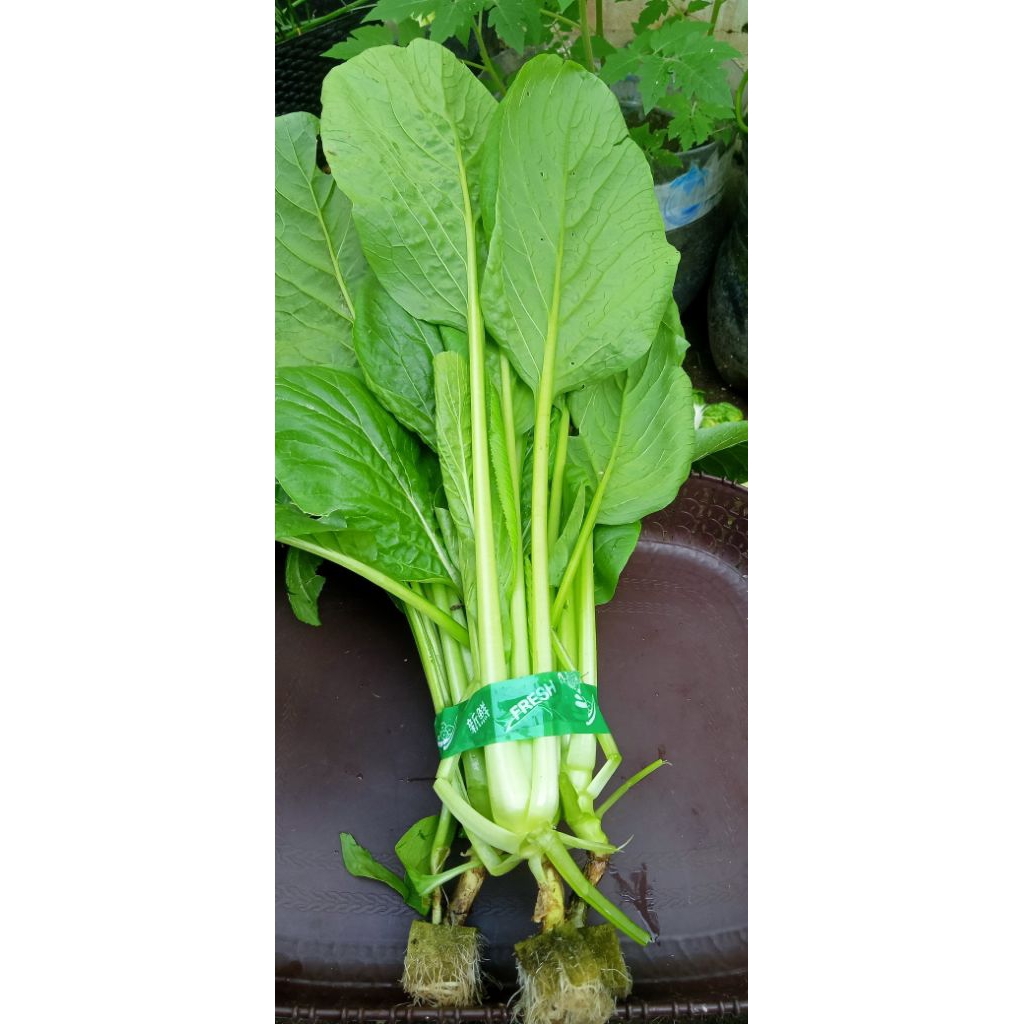 

sayur sawi caisim hidroponik