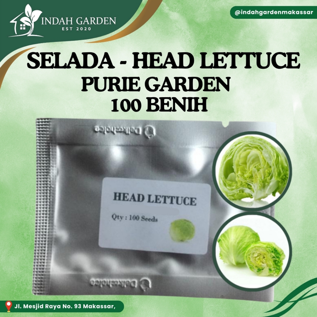 Purie - Selada - Head Lettuce- 100 benih