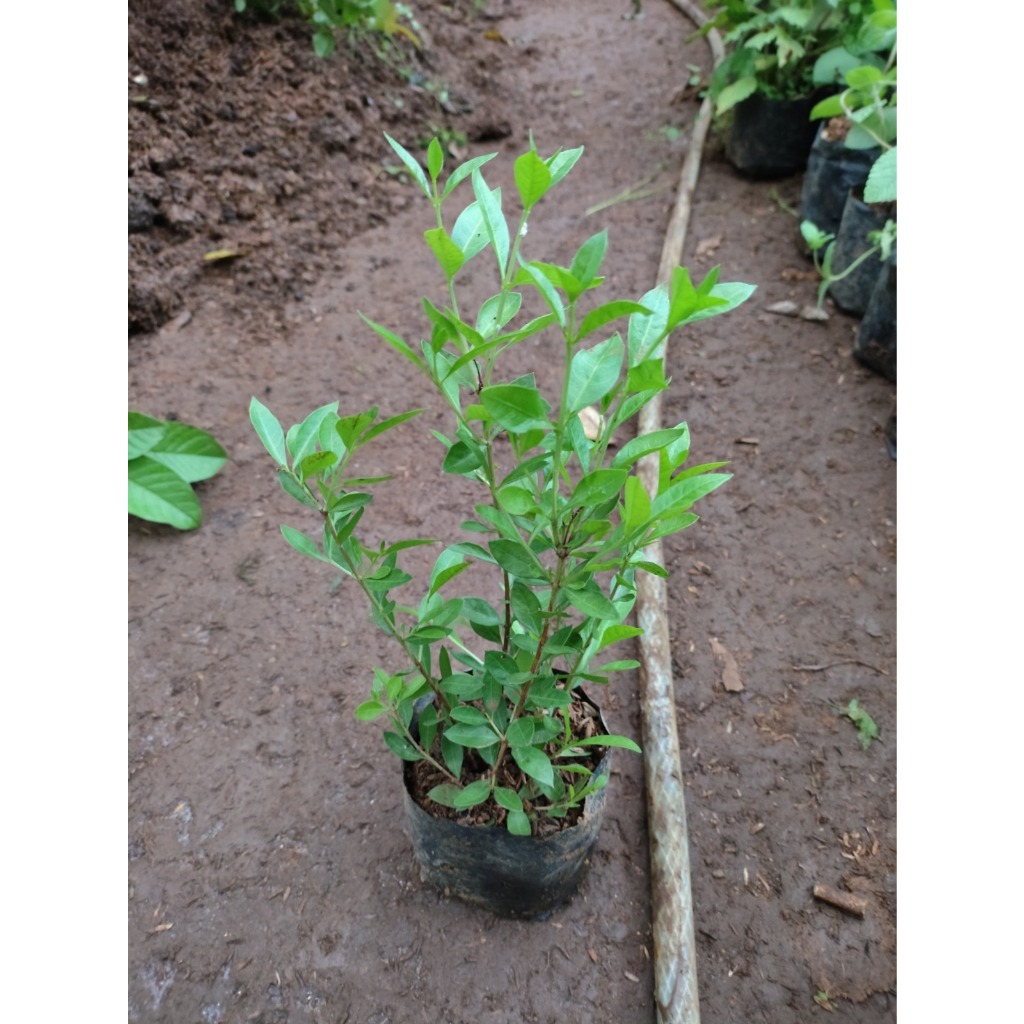 ibit pohon pacar arab - bibit pohon HENNA - pacar kuku