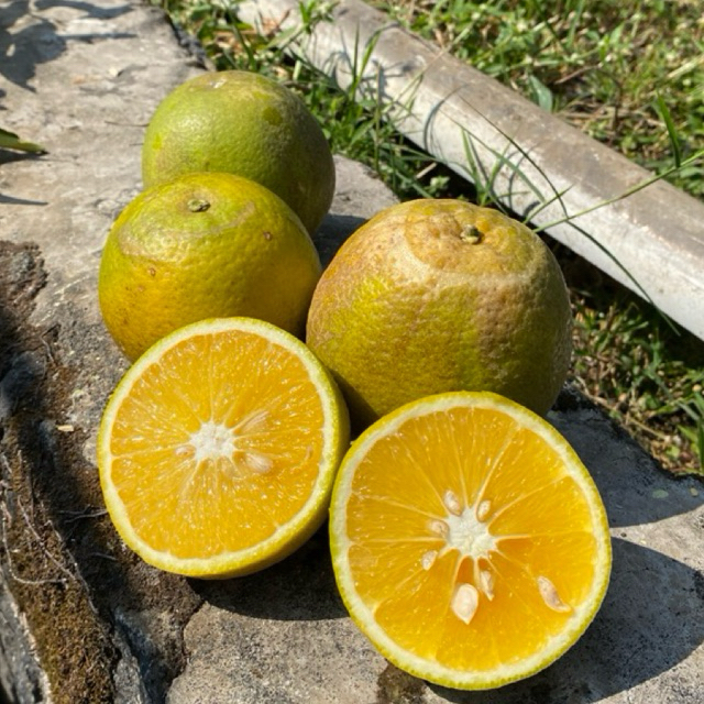 

Forcysn Jeruk Manis Baby Java 10 Kg