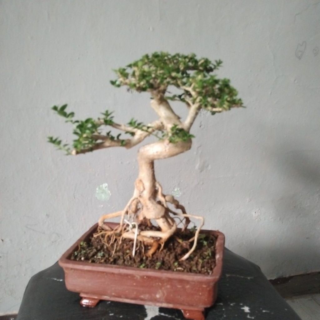 bonsai sancang siap pajang