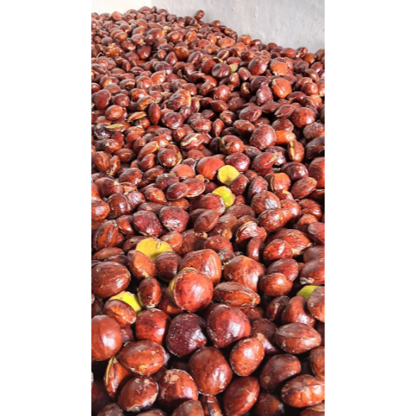 

#Grha Bhojana# JENGKOL SUPER, FRESH 500 GRAM