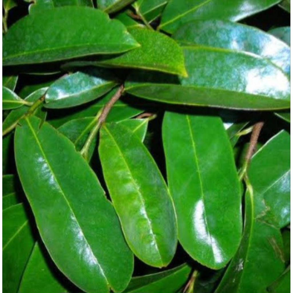 

Jual daun sirsak atau manalika segar petik langsung dari pohon 1 kg