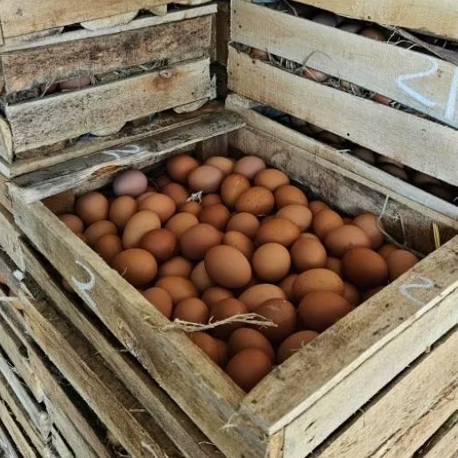 

Telur Horn/Telur Ayam Negeri/Telur Ayam/Telur Horen