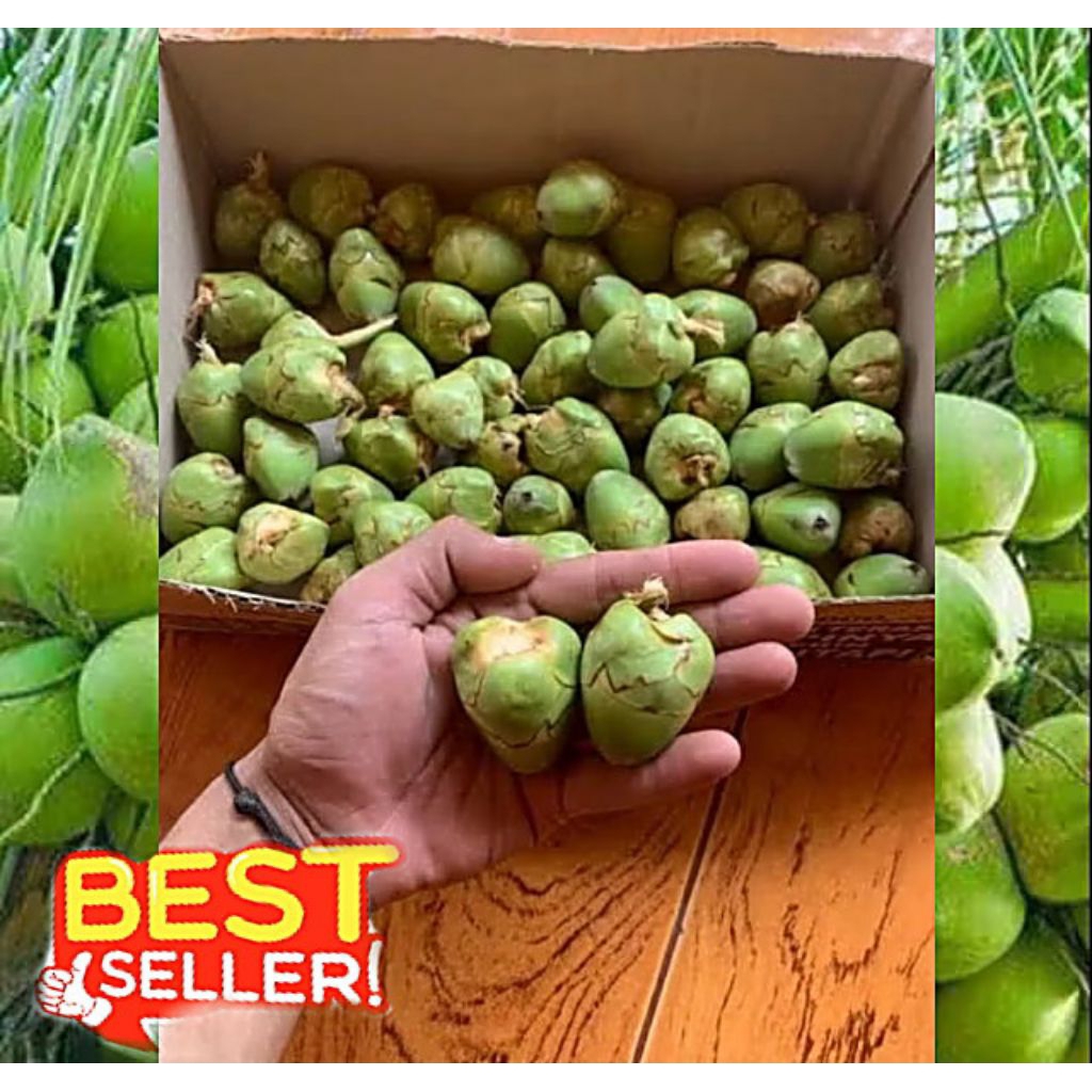 

Baruluk Belukuk obat herbal Diabetes Pres