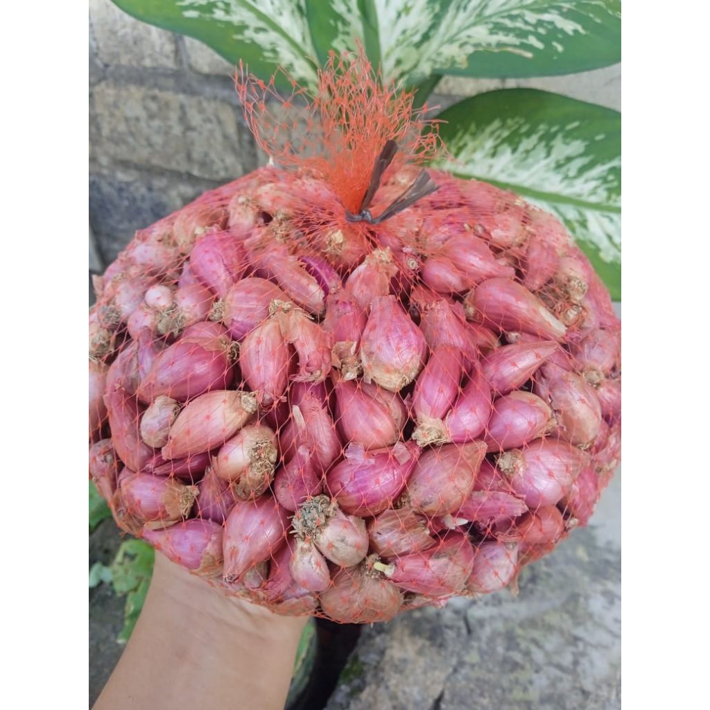 

bawang merah lokal super kering kemasan 1 kg