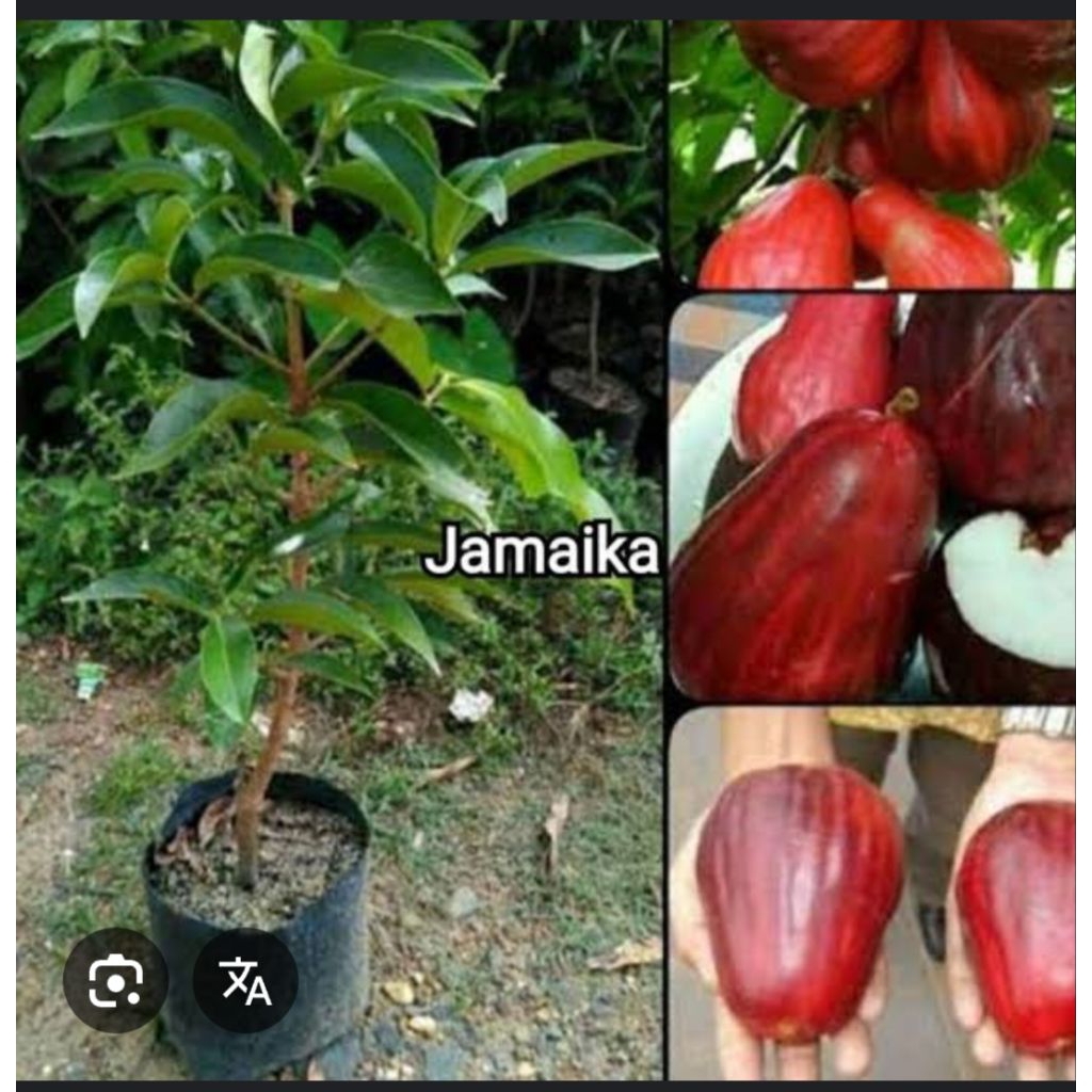 jambu Jamaika ekonomis 5kg