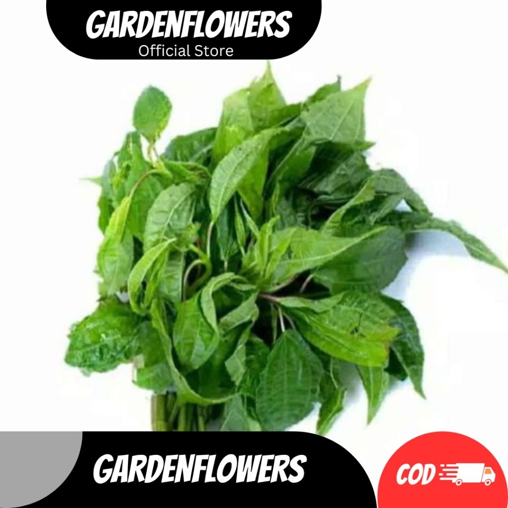 

MENU SEHAT LALAPAN KHAS SUNDA SAYURAN FRESHH BARU PETIK POHPOHAN