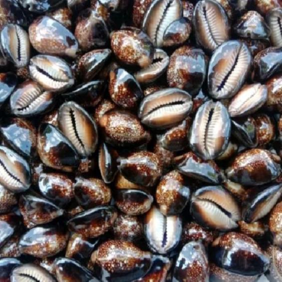 100 Gram Kewuk Hitam - Kuwuk Biji Kerang Congklak / Biji Bekel