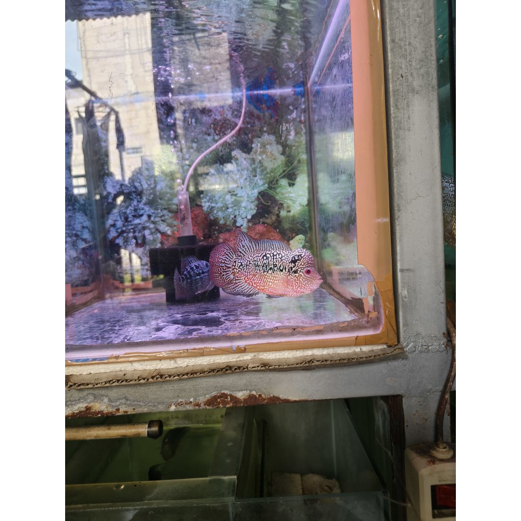 Ikan Louhan Cencu #2