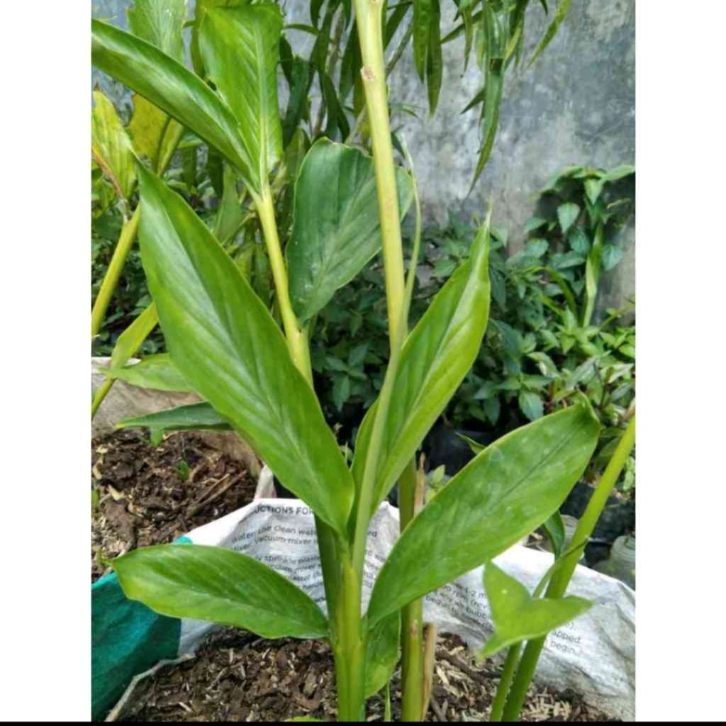 

daun kapol hibrida 10 lebar