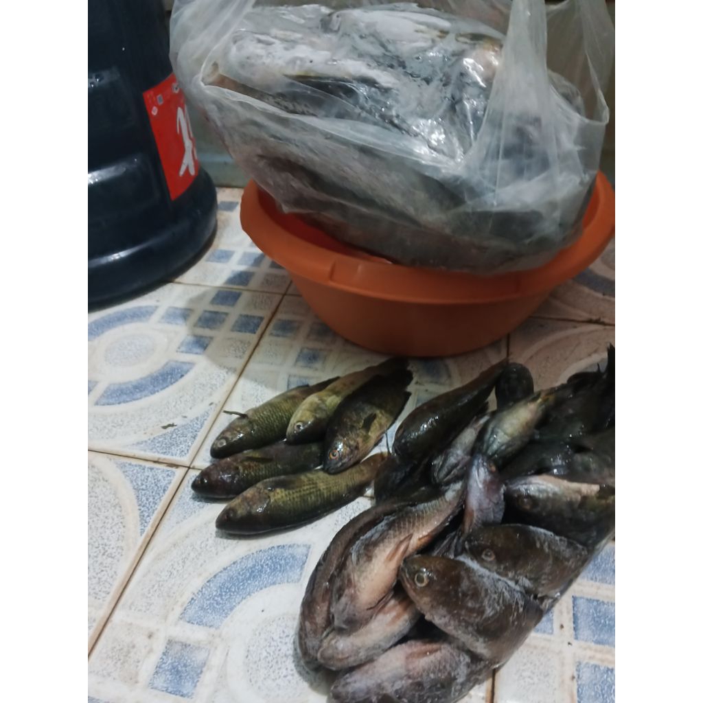 

ikan betok beku siap masak 1/2 kg - 1 kg