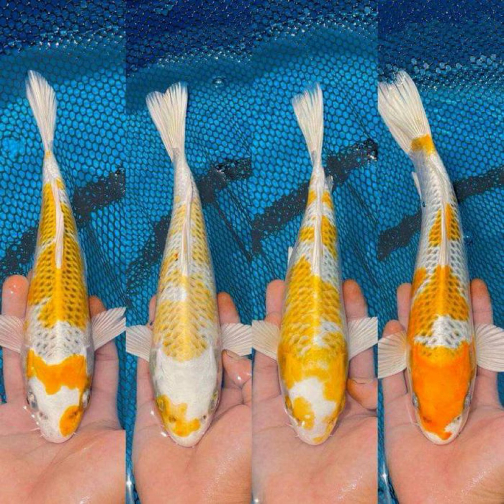 PAJANGAN AQUARIUM - Koi Hariwake size 20cm - Koi Blitar