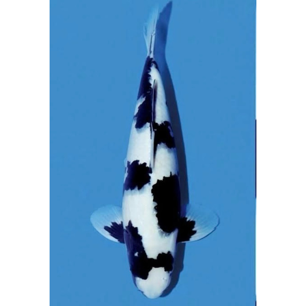 Koi Blitar - Koi Shiro Utsuri 30cm - Koi Hitam putih