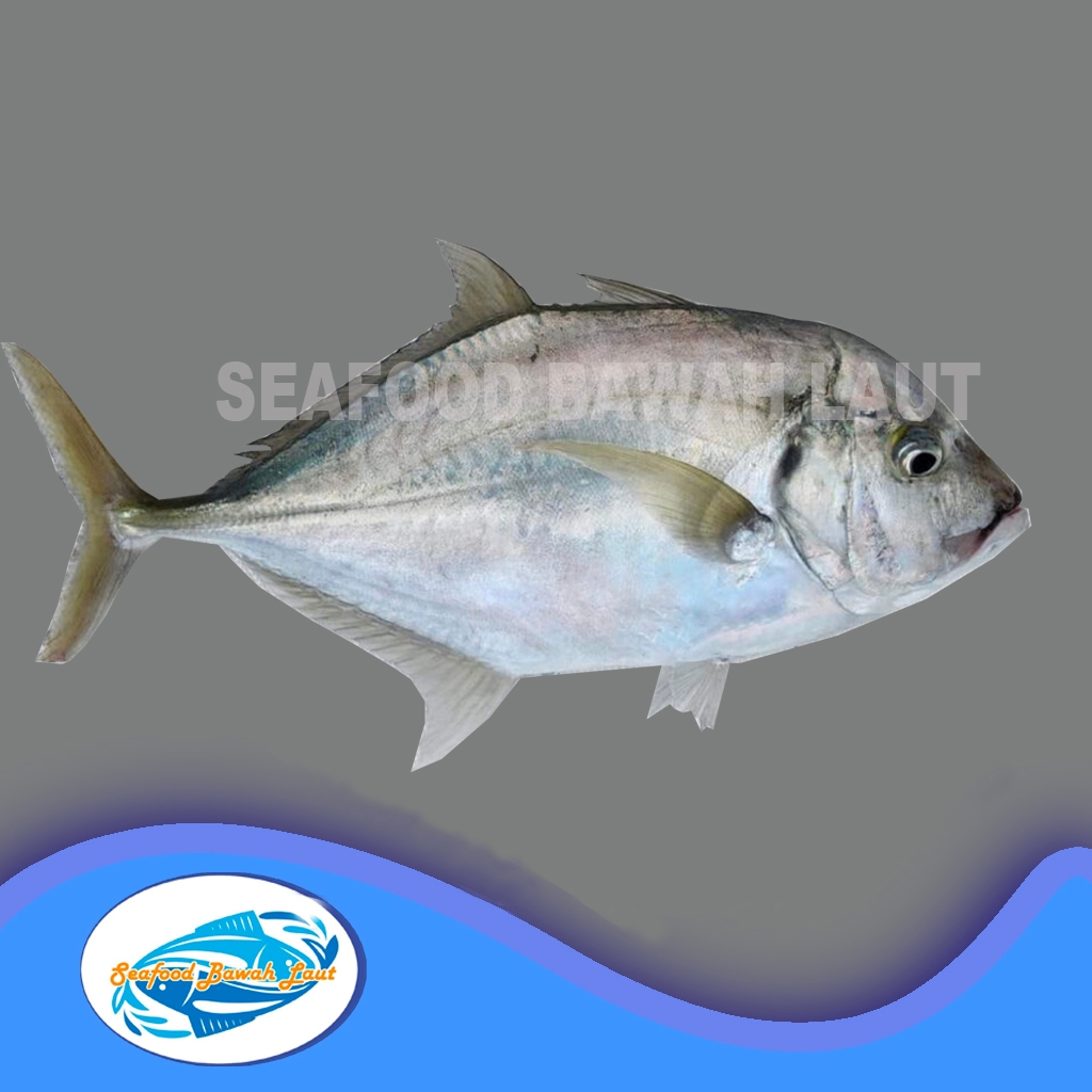 

Ikan Kuwe segar (1kg) isi 3/4 Ekor