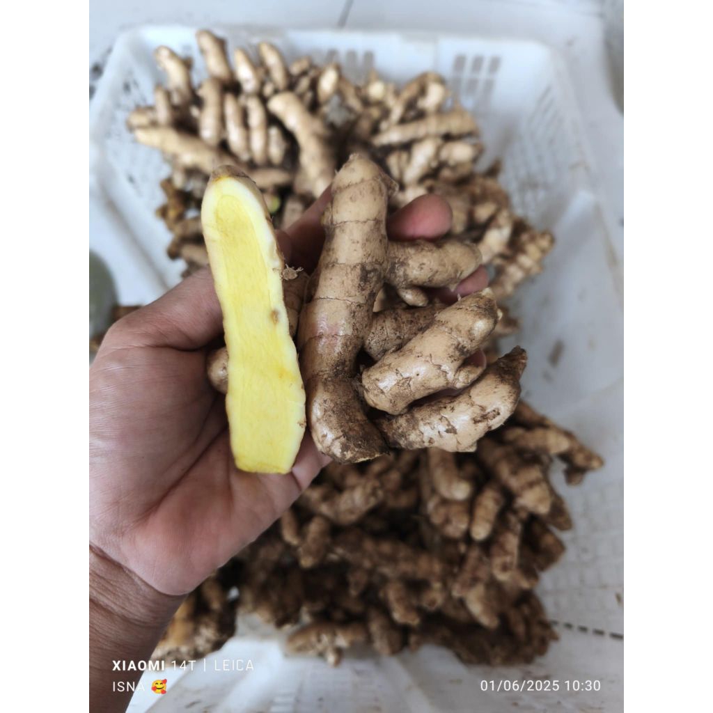 

KUNYIT PUTIH KUNIR PUTIH TEM