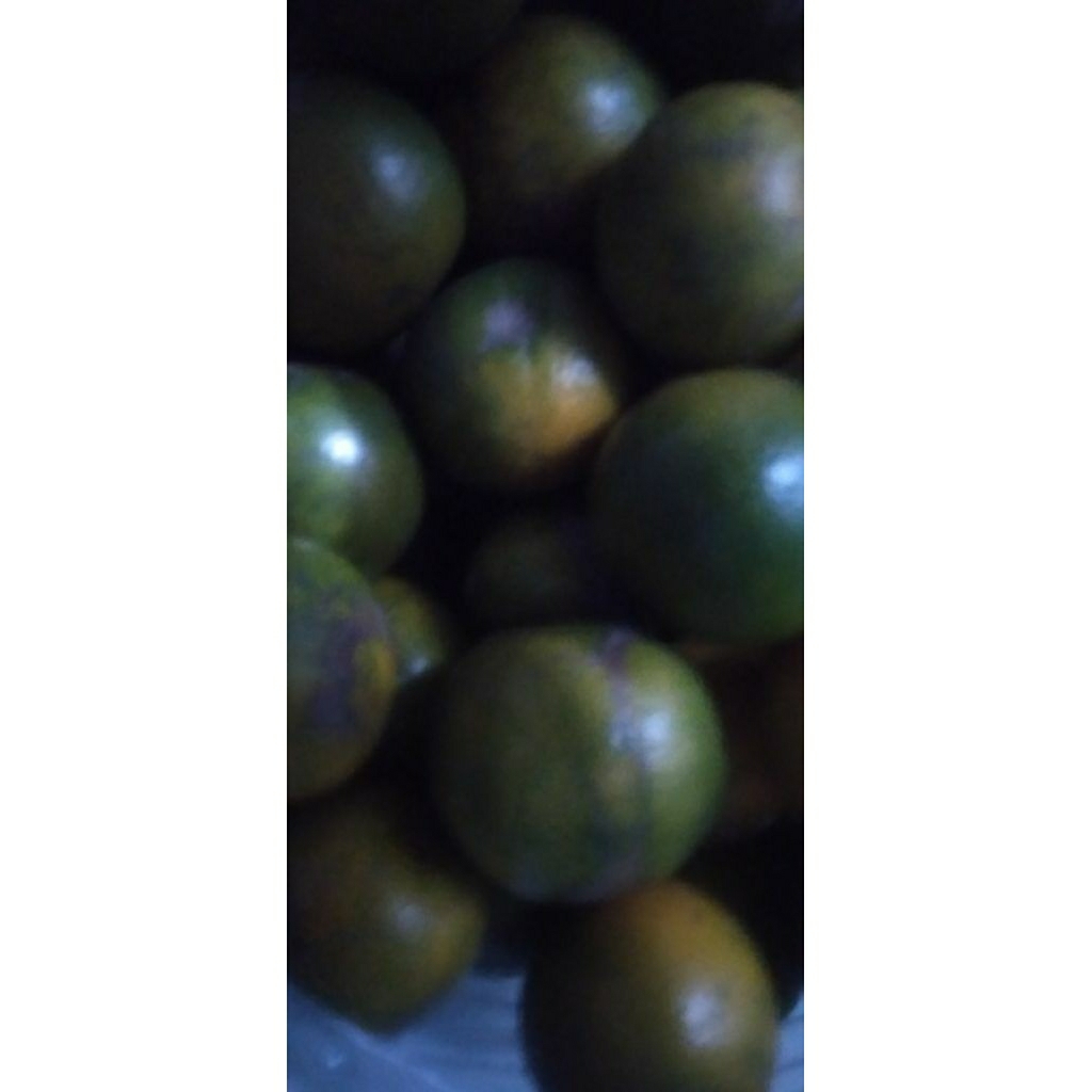 

Jeruk Siyem Siam Siem panen segar