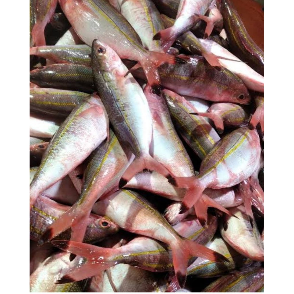 

ikan biji nangka 1 kg fress