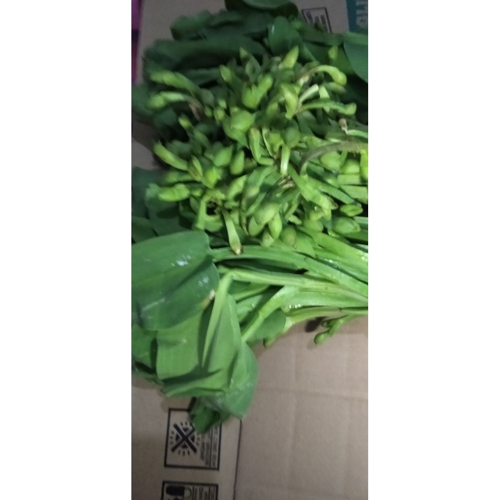 

SAYUR BUNGA GENJER GENYER KENJER segar per ikat