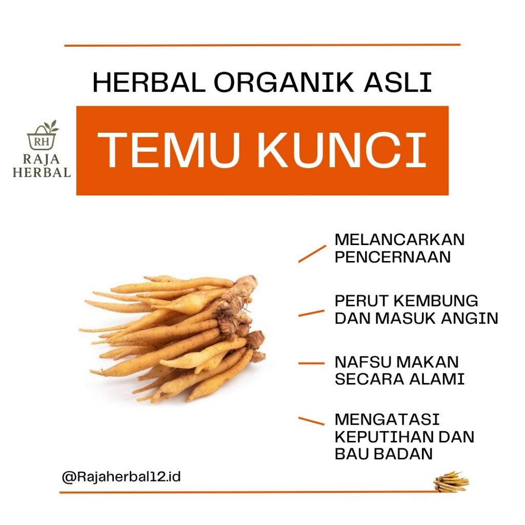 

Temu kunci segar 1kg Herbal Fresh dan Bersih – Rajaherbal12