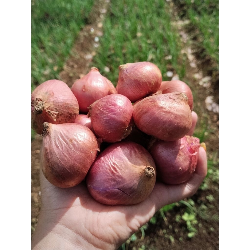 

Bawang Merah Bali Karet