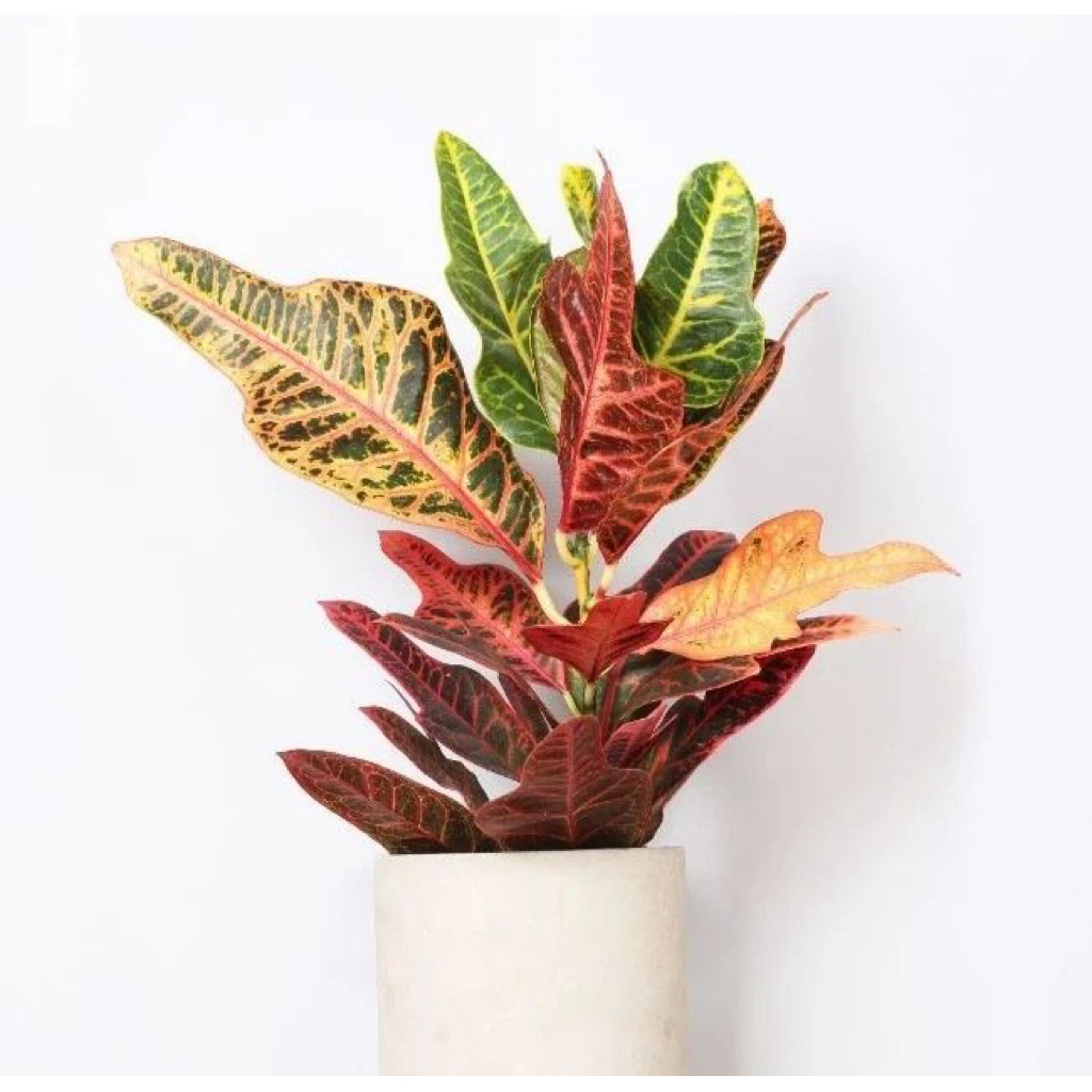 tanaman hias puring dasi jojon - puring dasi jojon - pohon puring merah