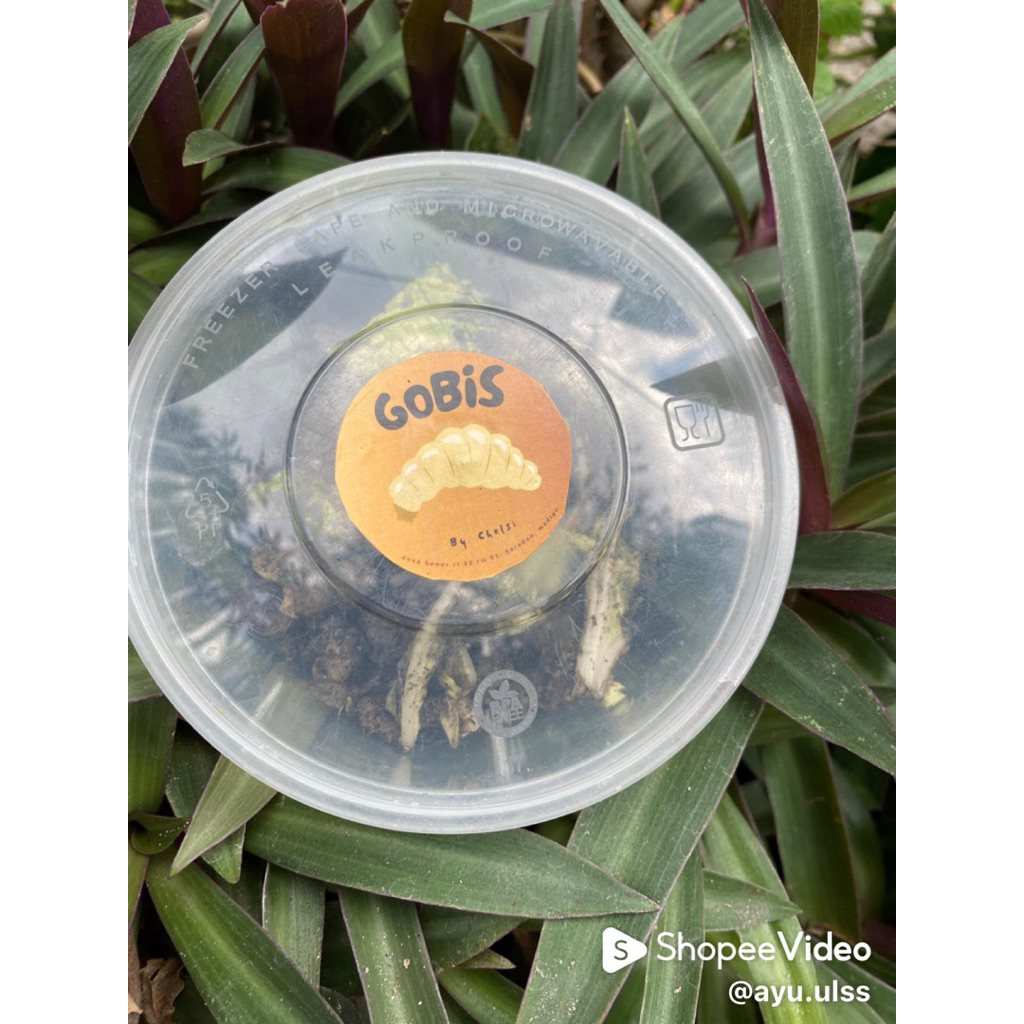 MAGGOT BSF/ PRODUK PAKAN UGGAS DAN HEWAN TERNAK BERBASIS SAMPAH ORGANIK