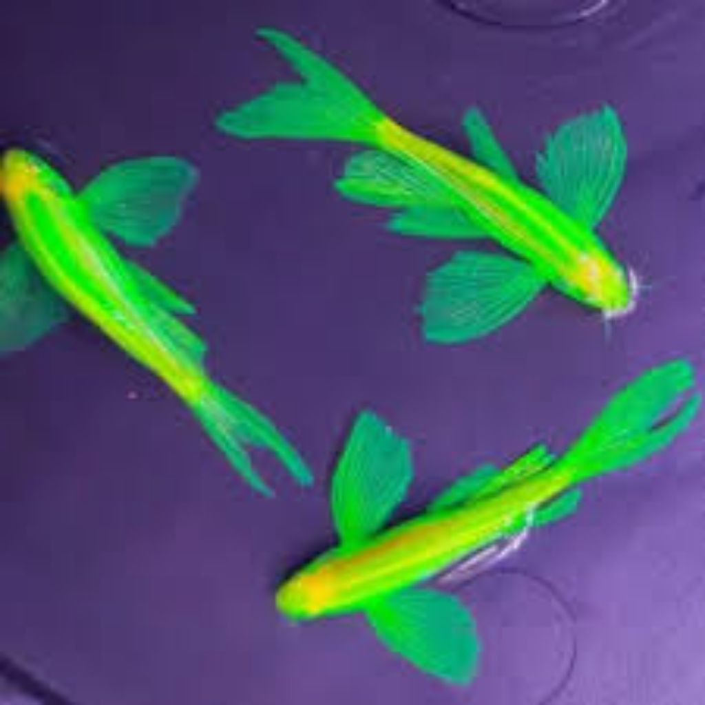 Danio slayer hijau green metalic size L bahan induk - Danio slayer - Danio hijau slayer metalic - Da