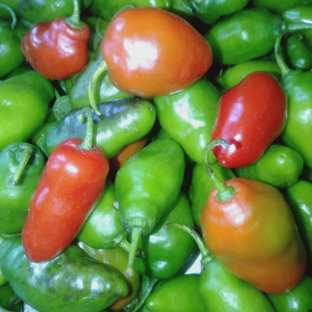 

Cabe Gendot Segar Isi 500gr - paket hemat buah/sayuran cabe gendot segar toraja