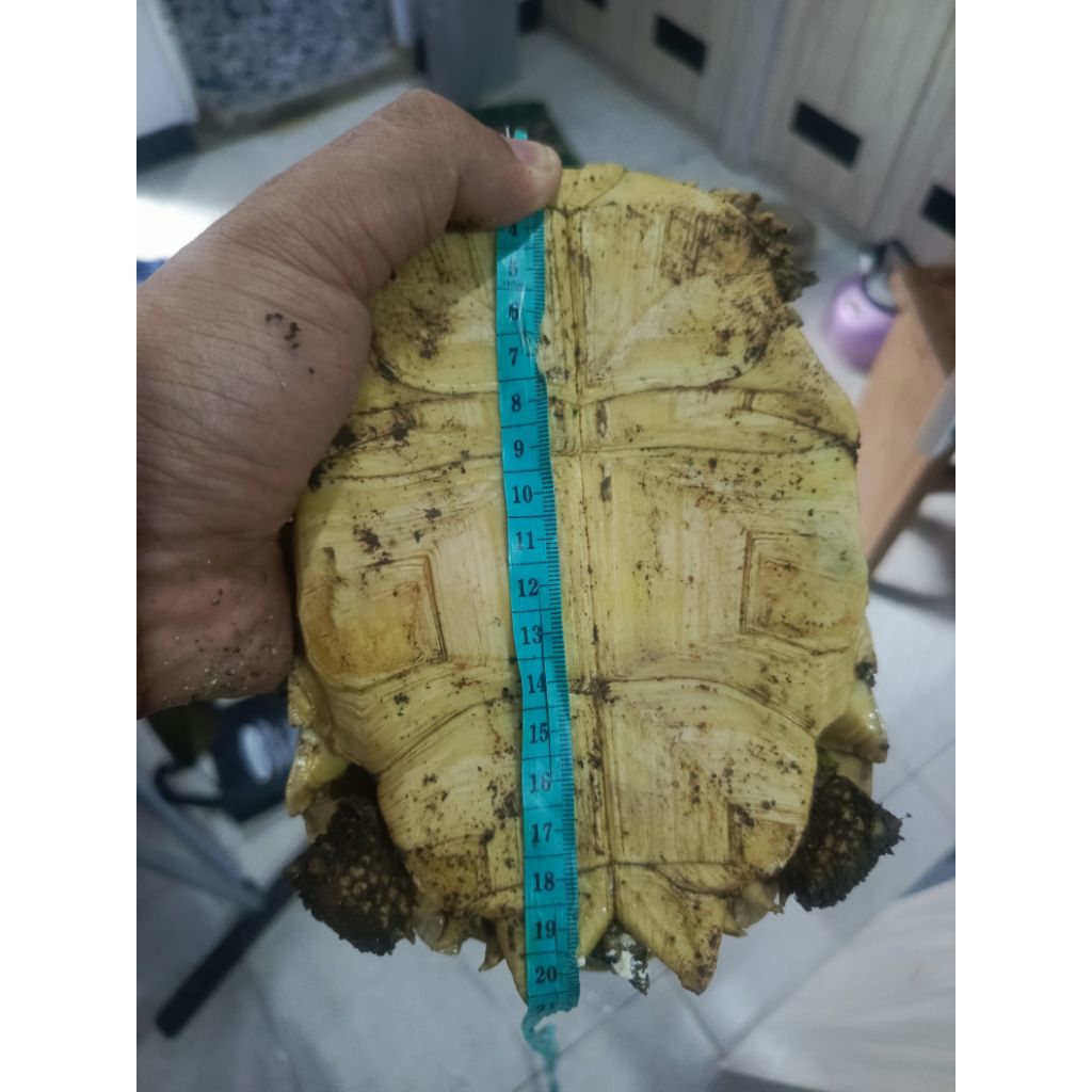 Sulcata 20Cm Murah BANGET