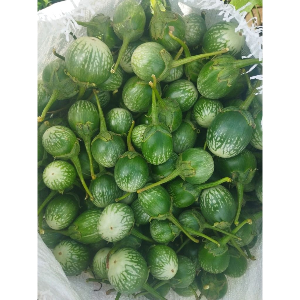 

Terong lalap Hijau bulat 1kg Segar