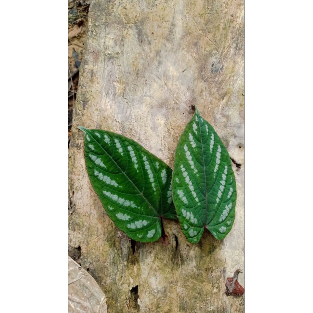 

DAUN SIRIH KRATON HIJAU SEGAR 200 GR