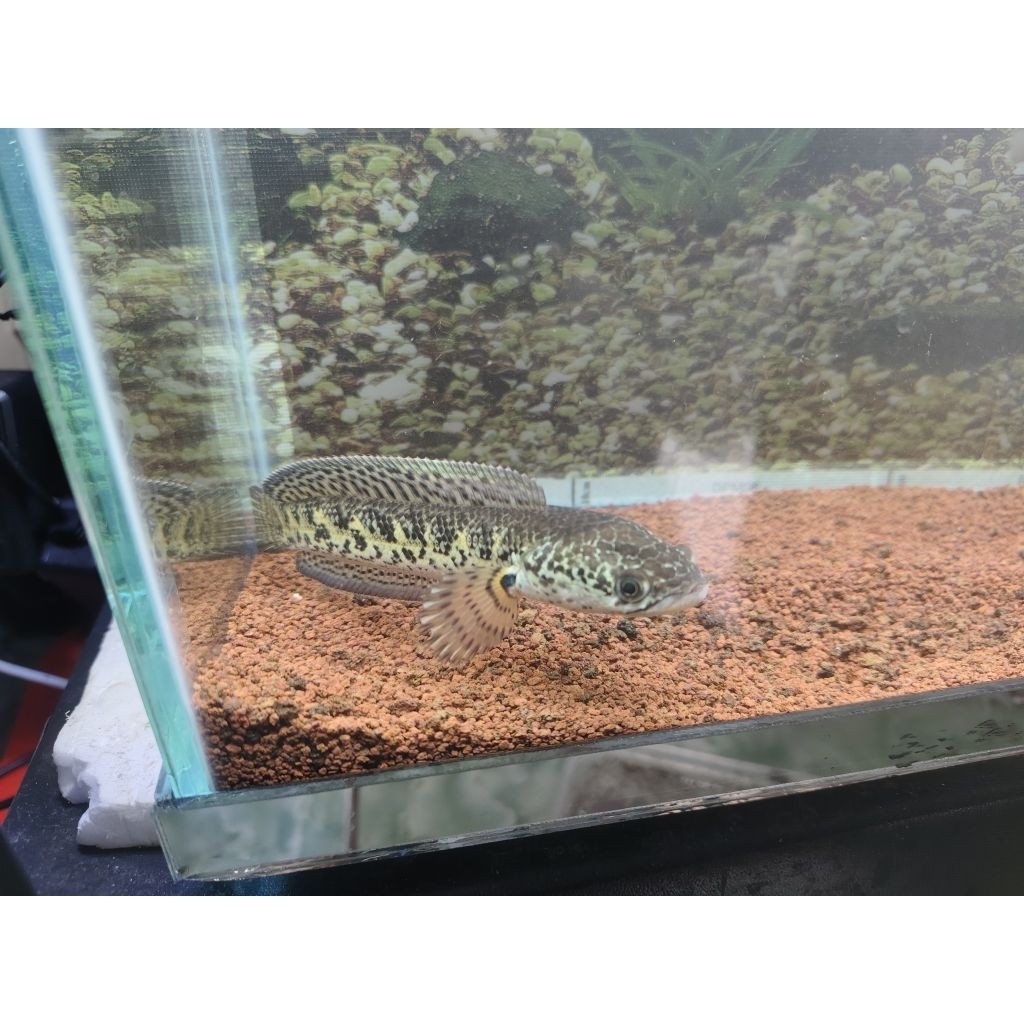 Baby channa auranti size 8-10