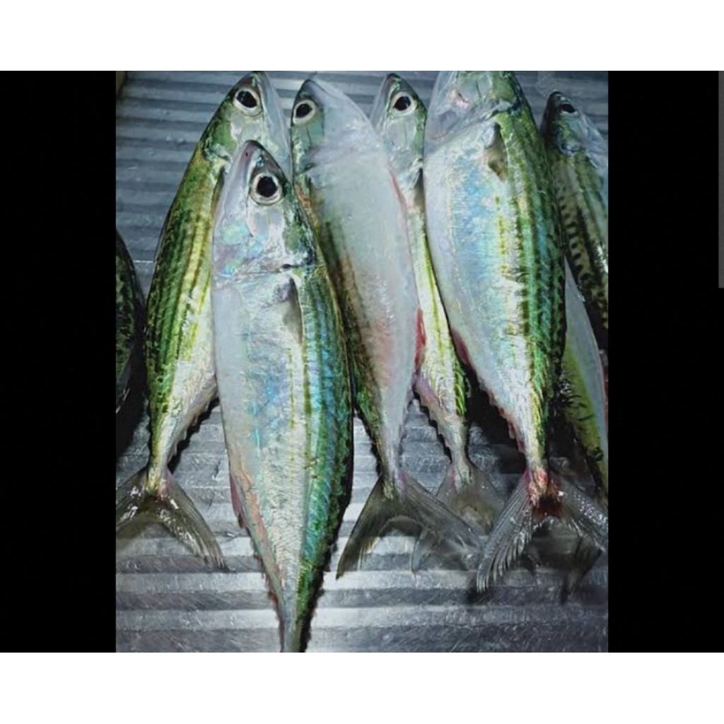 

IKAN LEMA