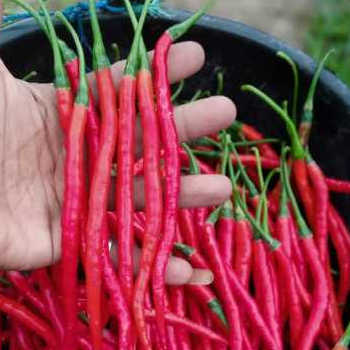 

1 kg dan 500 gram cabe keriting fress kualitas premium