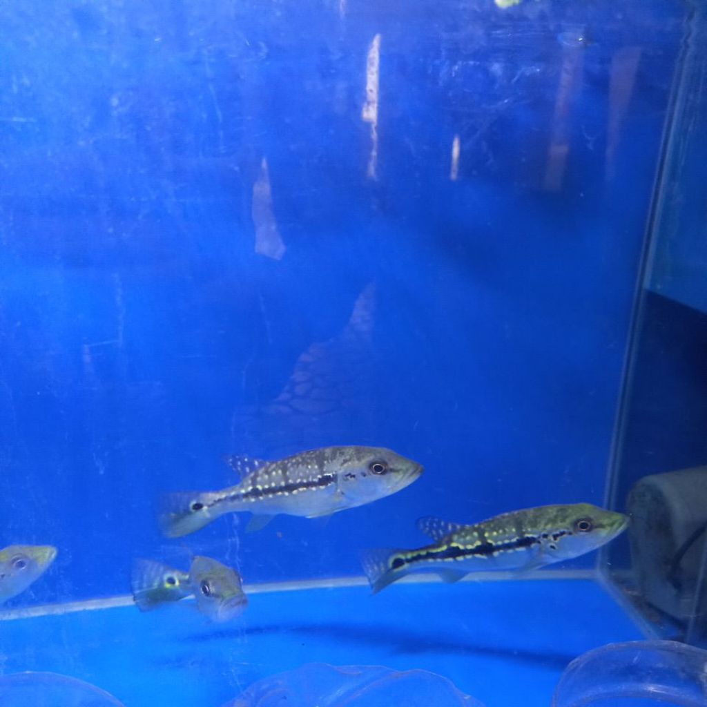 ikan peacock bass xingu - p.bass xingu