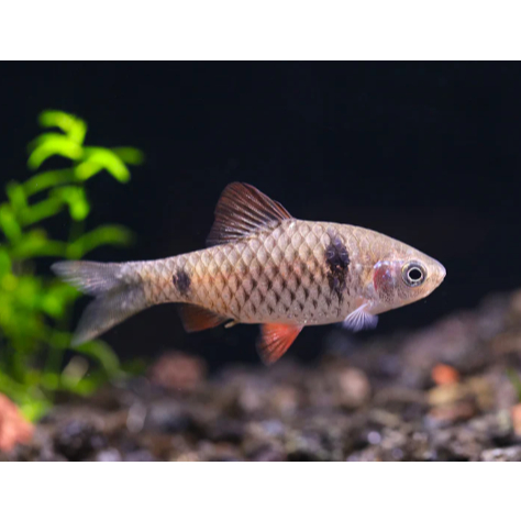 IKAN ODESA BARB | IKAN HIAS AQUARIUM