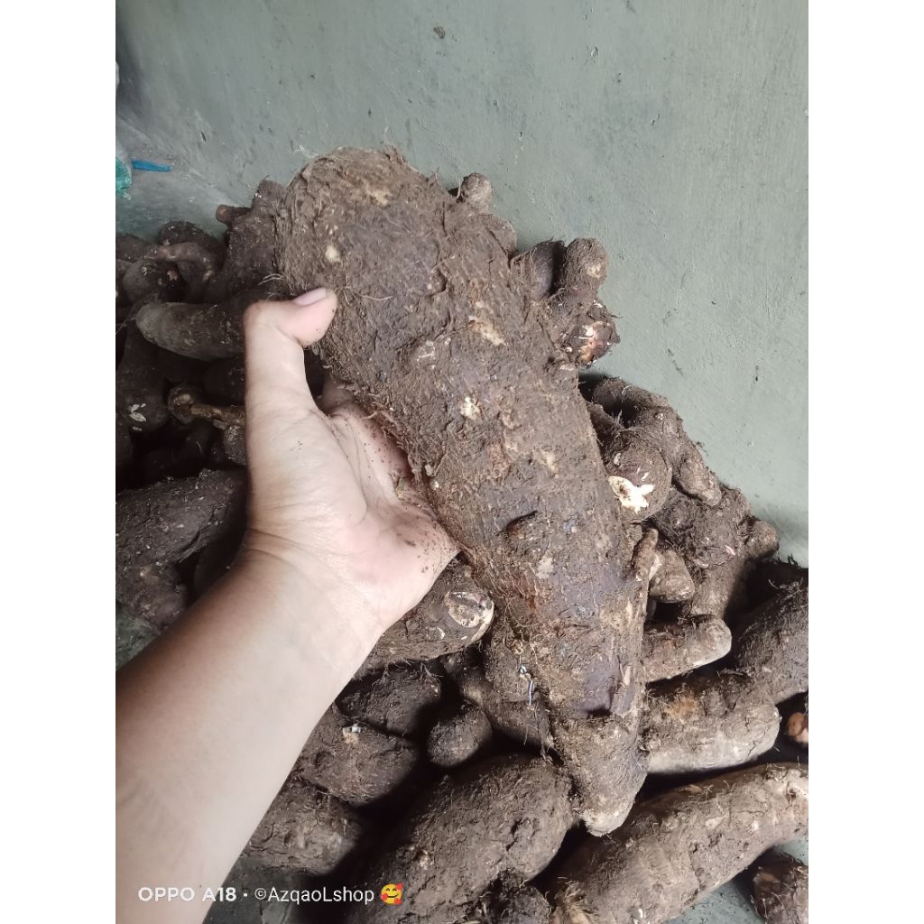 

COD Talas Tales ubi umbi Desa yang pulen manis alami Fress dari petani Enak Buket,balitung,,TUA TUA