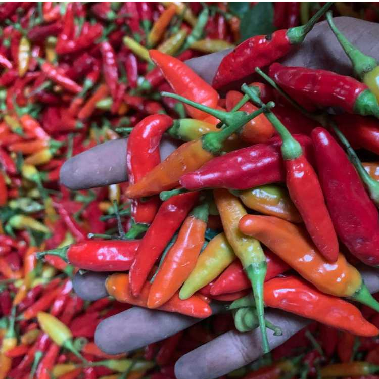 

1 kg cabe rawit segar dan fress harga tengkau