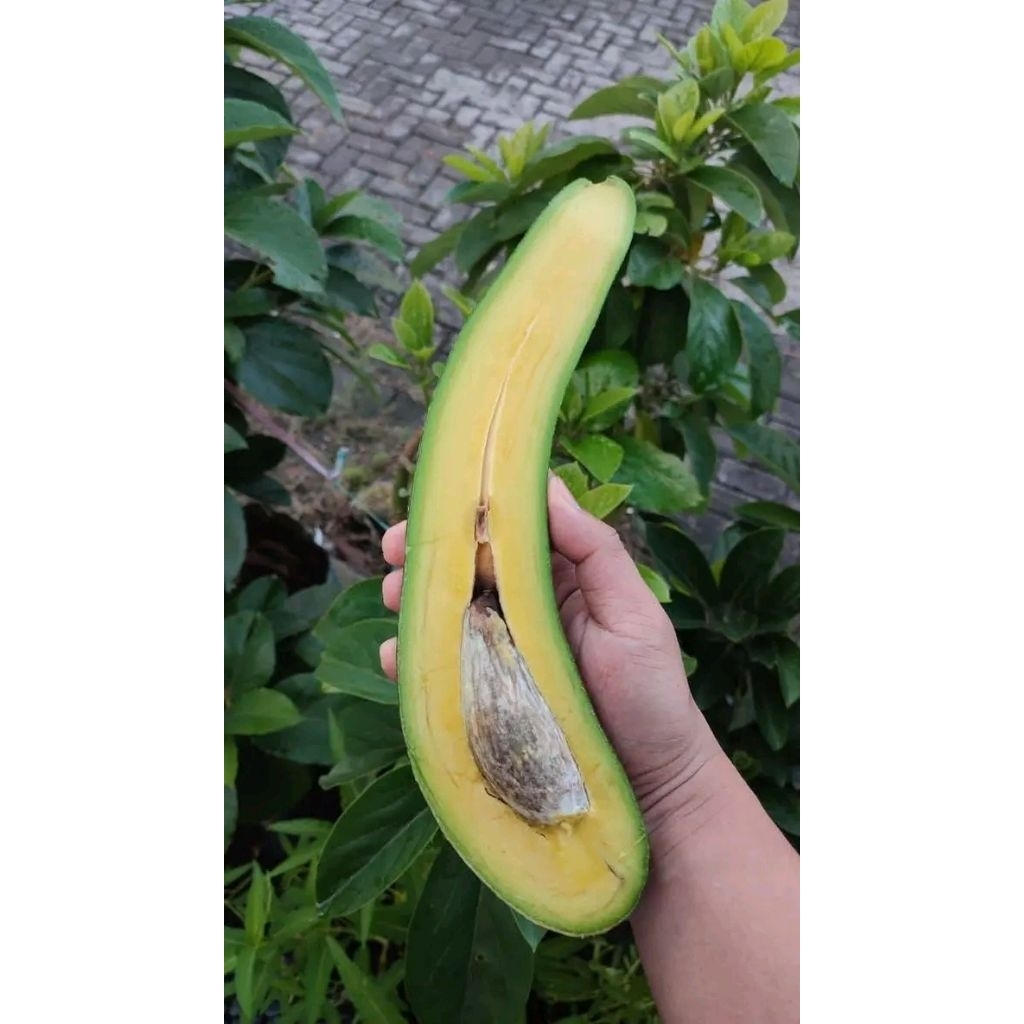 bibit alpukat sab 034